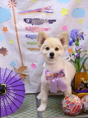 20240530ぽんずくん